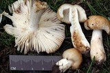 Russula foetentula image