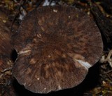 Pluteus similis image