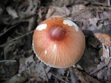 Leucoagaricus rubrotinctus image