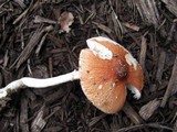 Leucoagaricus rubrotinctus image