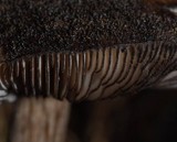 Pluteus similis image