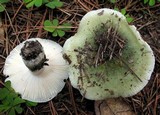 Russula subgraminicolor image