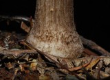 Pluteus similis image