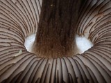 Pluteus similis image