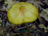 Xerula furfuracea image