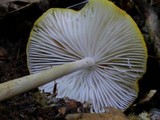 Xerula furfuracea image