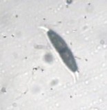 Seynesia erumpens image