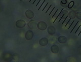Pluteus similis image