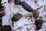 Pseudoomphalina angelesiana image