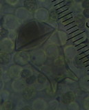 Pluteus similis image