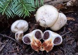 Nivatogastrium nubigenum image