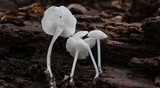 Hemimycena cucullata image