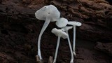 Hemimycena cucullata image