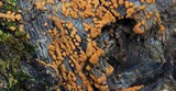 Sphaerosporium lignatile image
