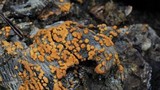 Sphaerosporium lignatile image