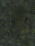Pluteus similis image