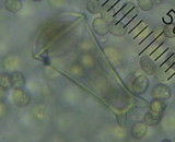 Pluteus similis image
