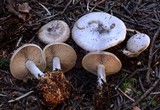 Clitocybe glacialis image