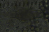 Pluteus similis image