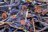 Sclerotinia sulcata image