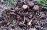 Pseudoomphalina angelesiana image