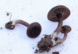 Pseudoomphalina angelesiana image