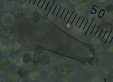 Pluteus similis image