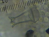 Pluteus similis image