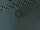 Pluteus similis image