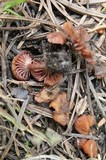 Laccaria bicolor image