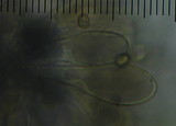 Pluteus similis image