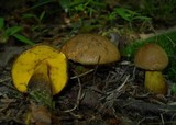 Boletus innixus image