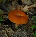 Lactarius peckii image
