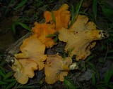 Cantharellus lateritius image