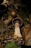 Cortinarius torvus image