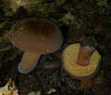 Lactarius corrugis image