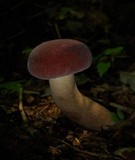 Tylopilus rubrobrunneus image