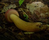 Tylopilus rubrobrunneus image