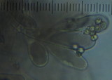 Pluteus similis image
