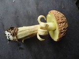 Boletus hortonii image