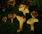 Cantharellus appalachiensis image