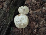 Tylopilus intermedius image