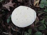 Tylopilus intermedius image