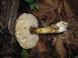 Tylopilus intermedius image