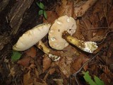 Tylopilus intermedius image