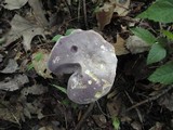 Tylopilus rubrobrunneus image