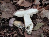 Tylopilus rubrobrunneus image
