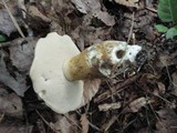 Tylopilus rubrobrunneus image