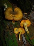 Tricholomopsis decora image