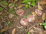 Tylopilus rubrobrunneus image